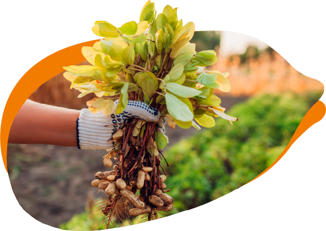 Mão enluvada segurando um cacho de amendoins recém-colhidos.