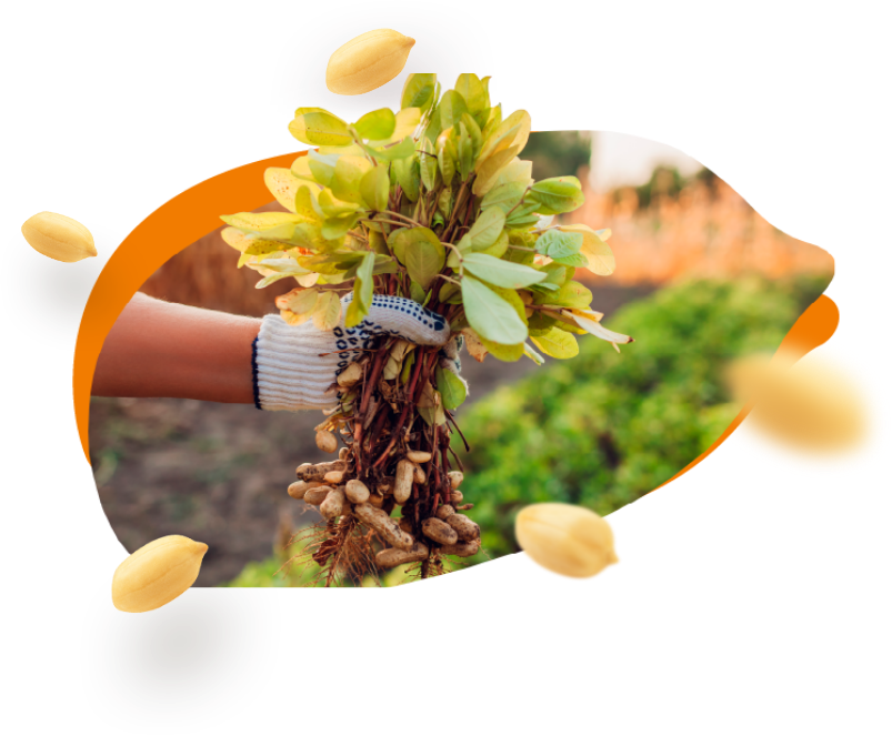 Mão enluvada segurando um cacho de amendoins recém-colhidos.